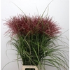 Miscanthus Rotfeder