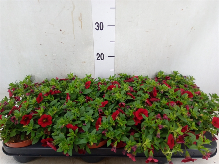 <h4>Calibrachoa  'Minifam Super Red'</h4>