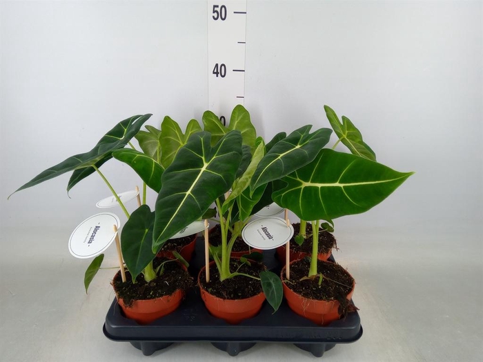 <h4>Alocasia   ...</h4>