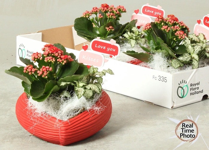 <h4>ARR KAMERPL</h4>