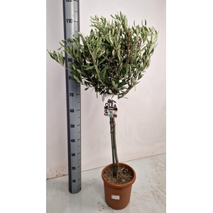 OLEA EUROPAEA