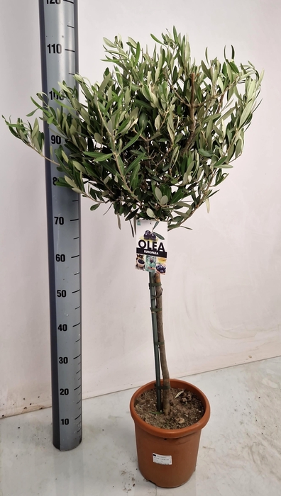 <h4>OLEA EUROPAEA</h4>