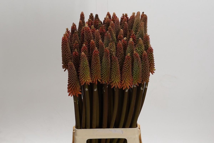 <h4>Kniphofia Alcazar</h4>