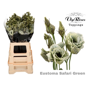EUST G ALLISA SAFARI GREEN