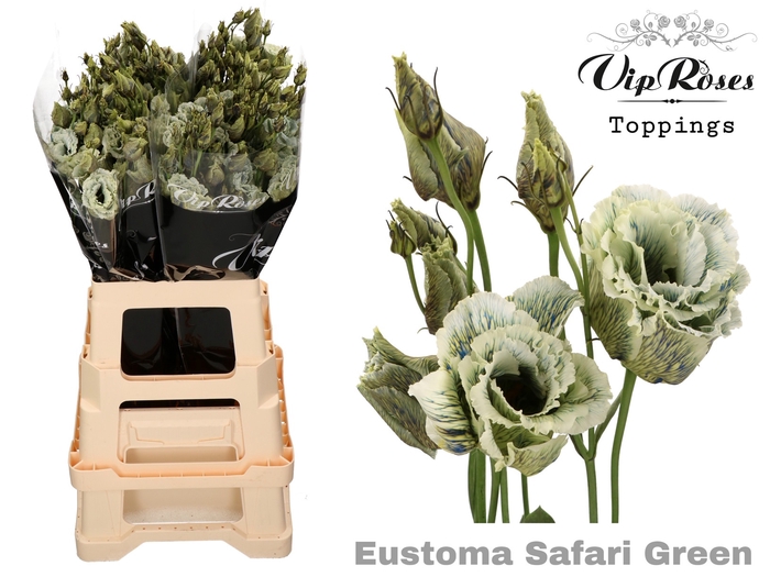 EUST G ALLISA SAFARI GREEN