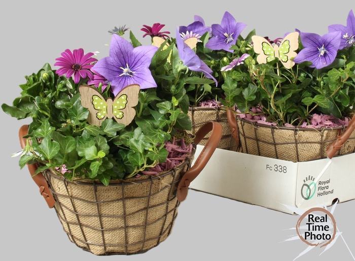 <h4>ARR TUINPLANTEN</h4>