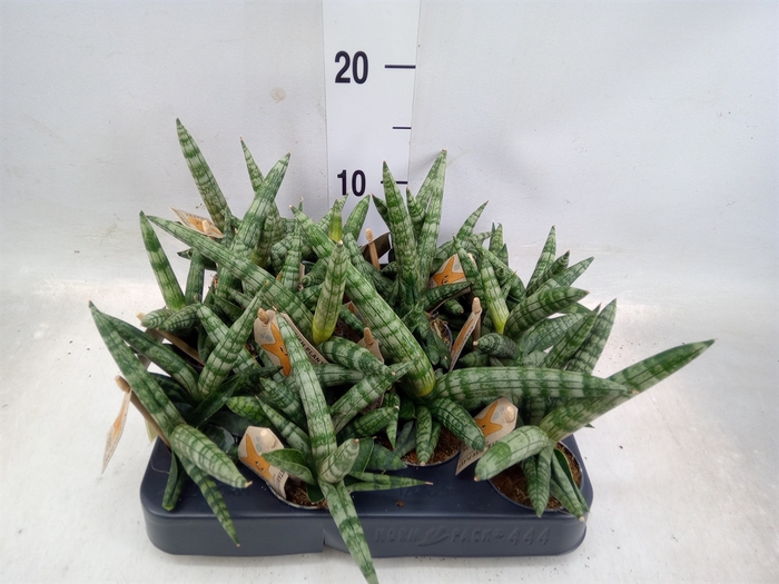 <h4>Sansevieria cyl.  ...</h4>