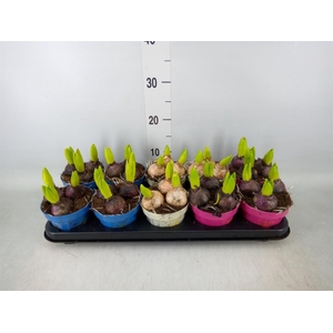Hyacinthus orie.   ...mix 3