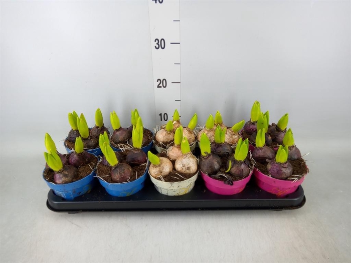 <h4>Hyacinthus orie. ...mix 3</h4>