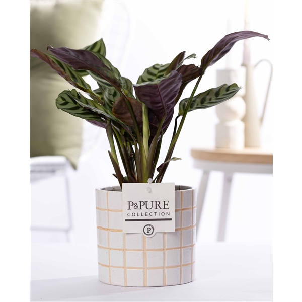 <h4>Ctenanthe Burle Marxii in P&PURE Tirza ceramics</h4>