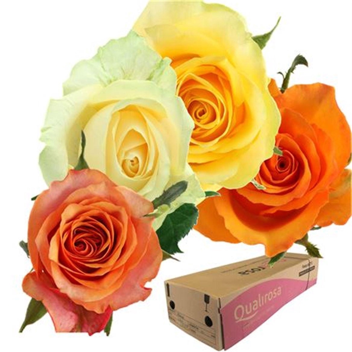 <h4>R Gr Mix Buttercup -in box</h4>