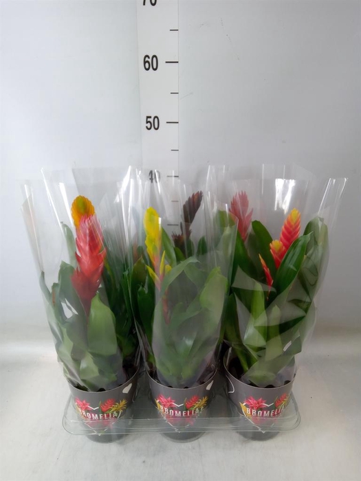 <h4>Vriesea   ...mix 6</h4>