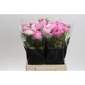 Ranunculus Amandine Marshmallow