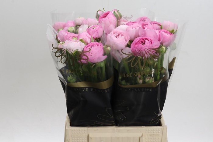<h4>Ranunculus Amandine Marshmallow</h4>