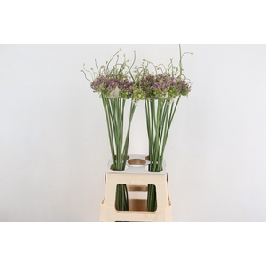 ALLIUM GREEN DROPS