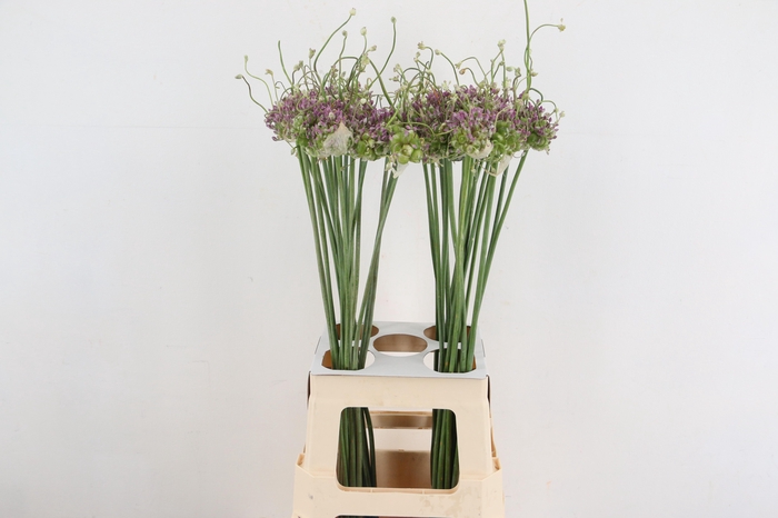 <h4>ALLIUM GREEN DROPS</h4>