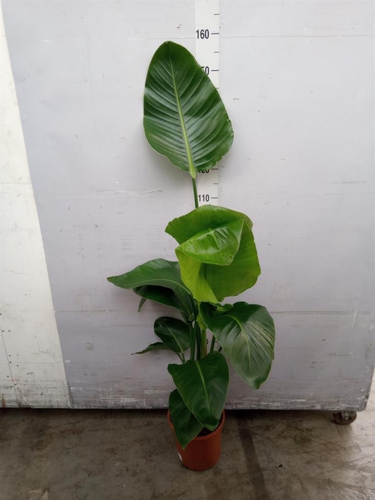 <h4>Strelitzia nicolai</h4>