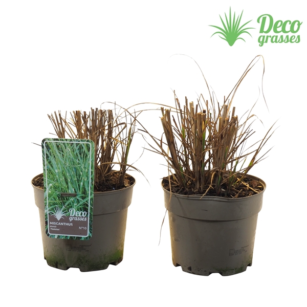 <h4>Miscanthus sinensis 'Pünktchen'</h4>