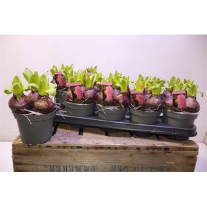 arr8 Hyacin Pink Pearl