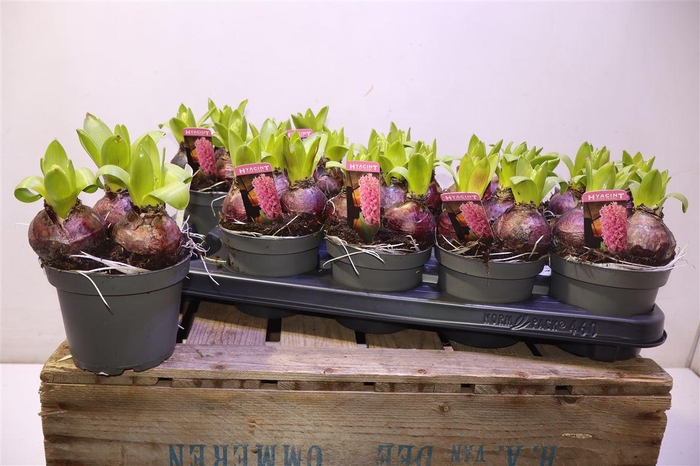 <h4>arr8 Hyacin Pink Pearl</h4>