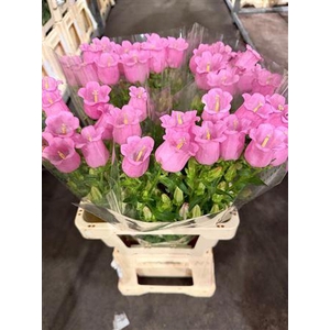 Campanula Pink