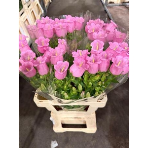 Campanula Pink