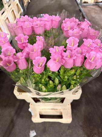 <h4>Campanula Pink</h4>