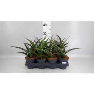 Sansevieria trifa.   ...