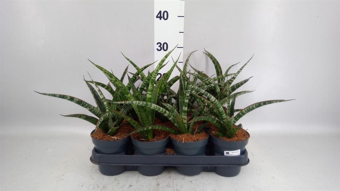 <h4>Sansevieria trifa.   ...</h4>