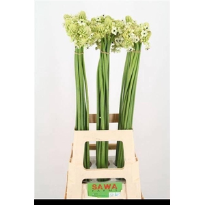 Ornit Saundersiae Import Sawa