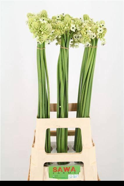<h4>Ornit Saundersiae Import Sawa</h4>