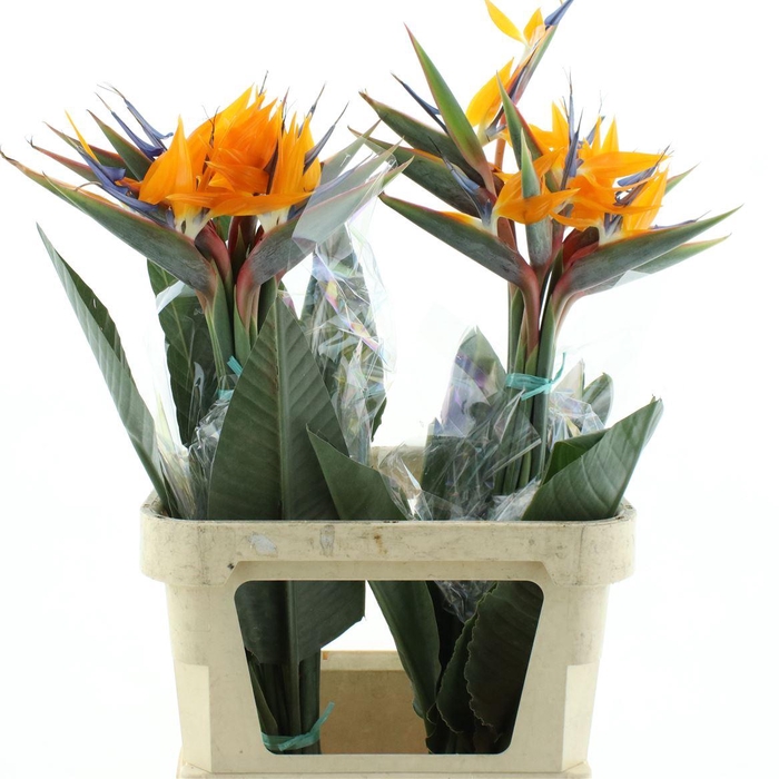 <h4>Strelitzia Reginae Flower</h4>