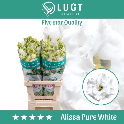 <h4>Lisianthus Alissa Pure White 996</h4>