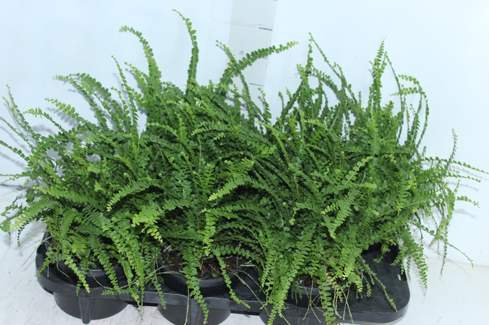 <h4>SAMAMBAIA DUFFI P15</h4>