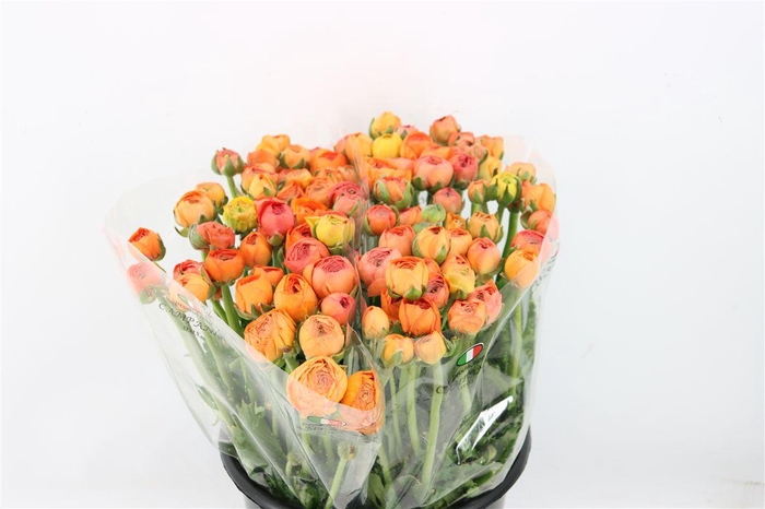 <h4>Ran Elegance Salmon</h4>