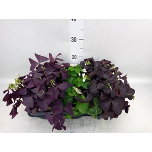Oxalis   ...