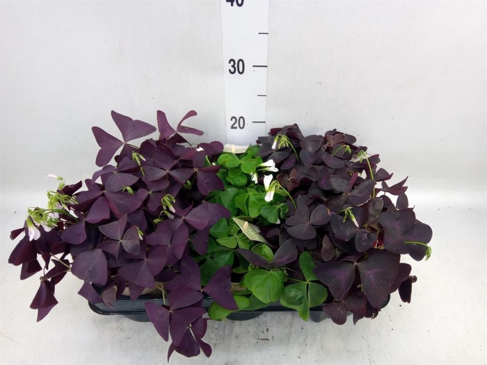 <h4>Oxalis   ...</h4>