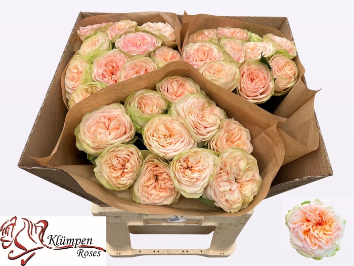 <h4>R GR AMBERLEY PARK!</h4>