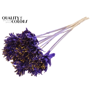 Shola Slice Pine 6cm on stem Splashed Purple/Yellow