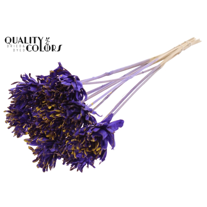 <h4>Shola Slice Pine 6cm on stem Splashed Purple/Yellow</h4>