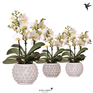 Kolibri Orchids Phalaenopsis Blossom Lausanne 3 spike in Marrakesh gold/copper mix