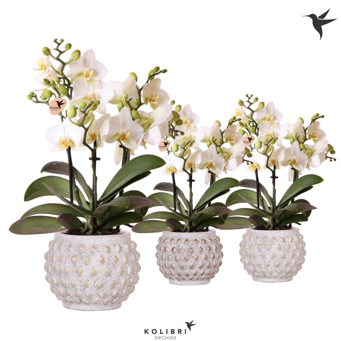 <h4>Kolibri Orchids Phalaenopsis Blossom Lausanne 3 spike in Marrakesh gold/copper mix</h4>