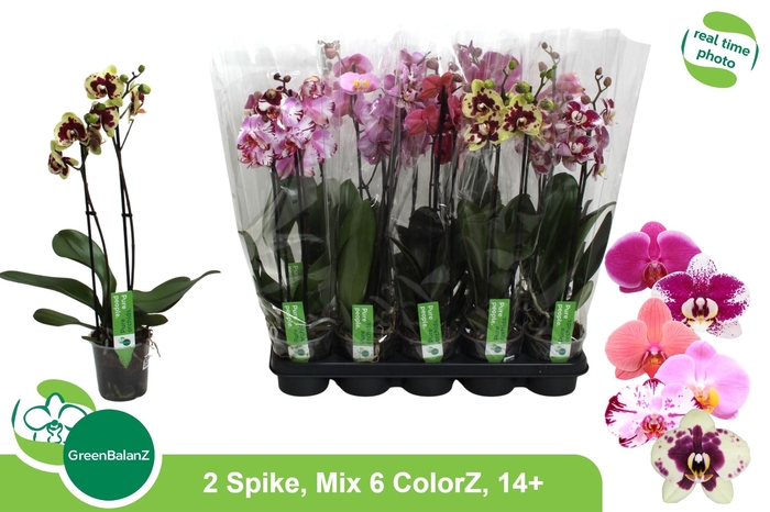 <h4>PHAL GEM 6 KL</h4>