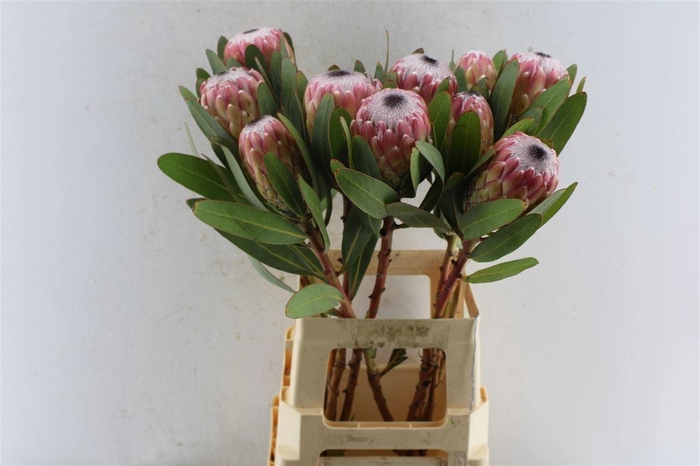 <h4>PROTEA SUSARA</h4>