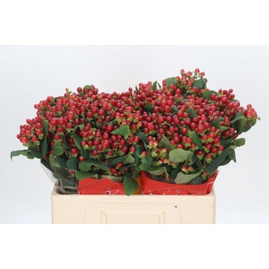 HYP RED LIGH ROMANCE