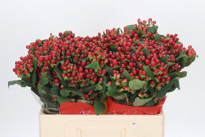 <h4>HYP RED LIGH ROMANCE</h4>