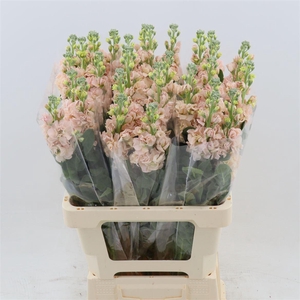 Matthiola Iron Apricot | Extra