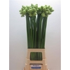Ornithogalum Saundersiae