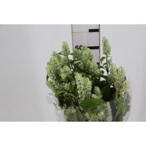CAMARAO VERDE 050 CM