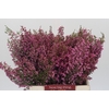 Kaaps Groen Erica Melanthera